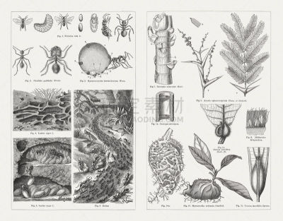 Ants and myrmecophyte: 1) Red wood ant (formica rufa), male larva, female, cocoon, pupa, worker, 2) Pheidole pallidula, worker, soldier, 3) Wet nurse of the honey ant (Myrmecocystus hortus deorum, with stuffed forestomach (v), Back plates of the abdominal