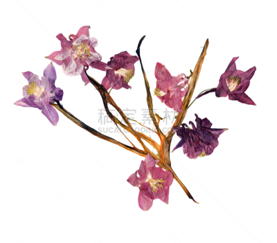 耧斗菜,干的,花瓣,花盆,百合花,贴花,自然,数字增强,水平画幅