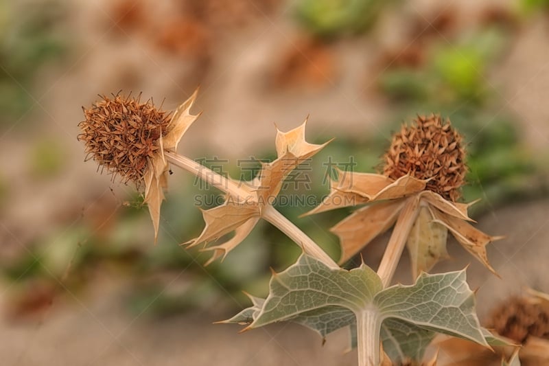 Chardon des dunes - Eryngium maritimum, ou panicaut maritimeest, ; cette plante est dotée de feuilles coriaces épineuses, d’une couleur vert-bleu.. La floraison est estivalle. Pousse sur les dunes du littoral.