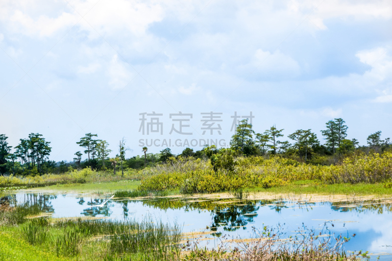 白色,鸟类,过龙河,水,天空,朱鹭,枝繁叶茂,草原,野外动物,夏天