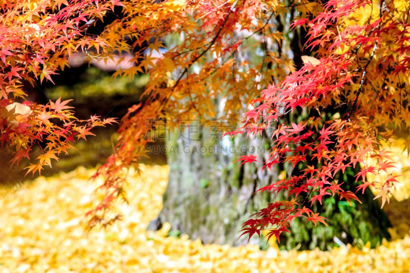 秋天,日本,近畿区域,寺庙,京都府,永观堂禅林寺,星和园,水平画幅,无人,枫树