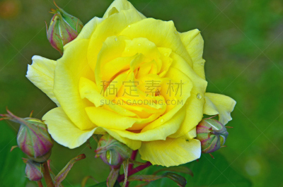 Akaroa Canterbury New Zealand Flowers Yellow Rose