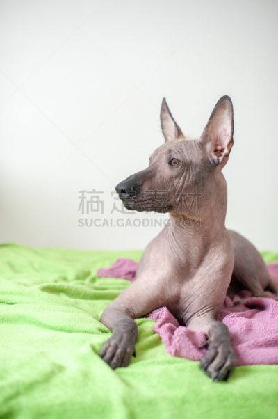 狗,墨西哥人,宠物,纯种犬,垂直画幅,图像,莫西干头,家畜,动物,无人