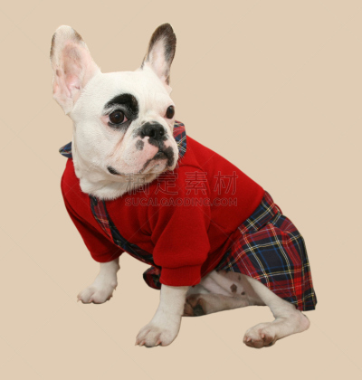 衣服,法国斗牛犬,垂直画幅,斗牛犬,友谊,看,人的脸部,皮条客,狗,外套