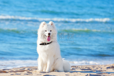 萨摩耶犬,白色,海滩,狗,海洋,背景,莱卡犬,衣领,小狗,坐