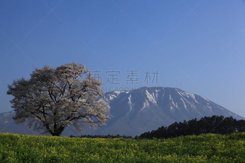 岩手县,山,樱之花,旅途,态度,草,自然美,吉野樱花,春天,樱桃树