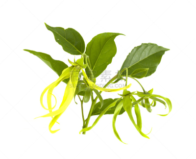 仅一朵花,依兰树,自然,水平画幅,热带气候,无人,黄色,摄影