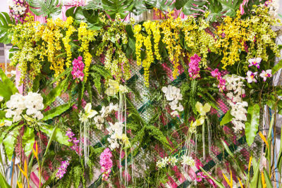 害羞,花束,自然,撕破的,兰花,簇叶从生的,装饰菜,水平画幅,无人,叶子