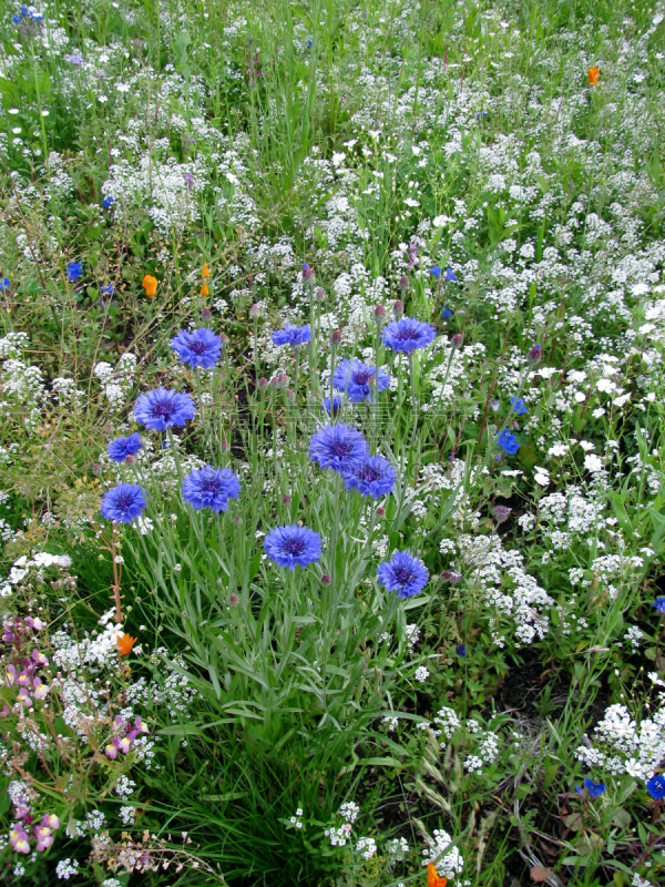 矢车菊,可爱的,紫色,黑色,tubularia,银叶菊,蜘蛛百合,菊苣,大群动物,温哥华