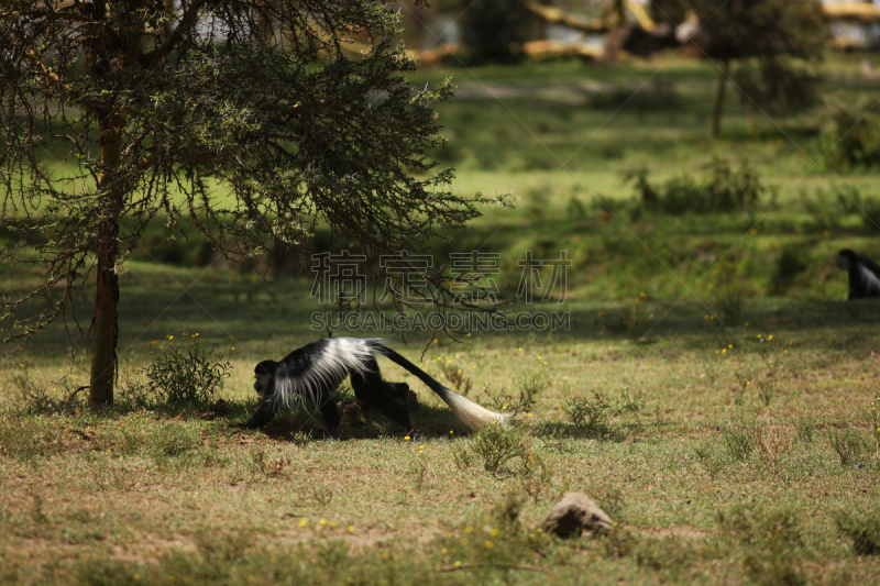 叶猴,black and white colobus,自然,野生动物,水平画幅,无人,萨凡纳港市,南美大草原,非洲,猴子