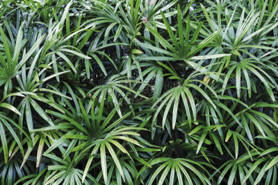 棕榈树,女人,菜园,美,公园,水平画幅,无人,夏天,户外,室内植物