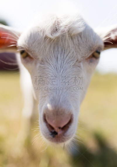 牧场,注视镜头,山羊,哈萨克斯坦,垂直画幅,生活方式,图像,哺乳纲,草
