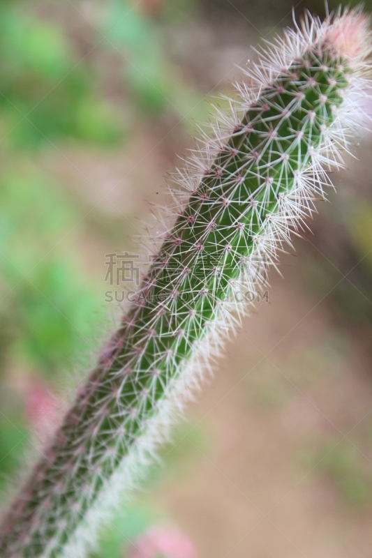 多样,仙人掌,植物,背景,尖利,彩色图片,特写,壁纸,家庭,仙人掌果