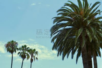 棕榈树,低视角,鸡尾酒,天空,水平画幅,无人,椰子,枣椰子,户外,单子叶植物