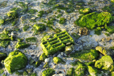 岩石,背景,水,水平画幅,沙子,无人,衰老过程,特写,拉丁美洲,海草