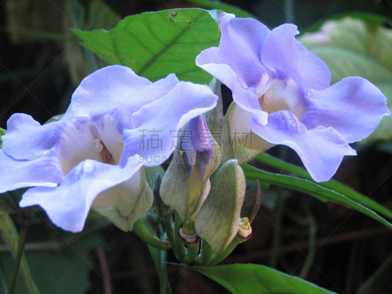 矮牵牛花,苹果,秘鲁,自然,水平画幅,无人,蓝色,有机食品,夏天,户外