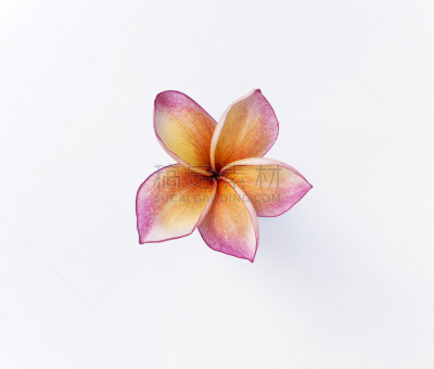 赤素馨花,色彩鲜艳,一个物体,仅一朵花,水平画幅,形状,巴厘岛,符号,偏远的,户外