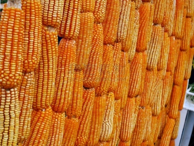 特写,玉米,谷类,风景,乙醇,活力,农业,泰国,熟的,色彩鲜艳