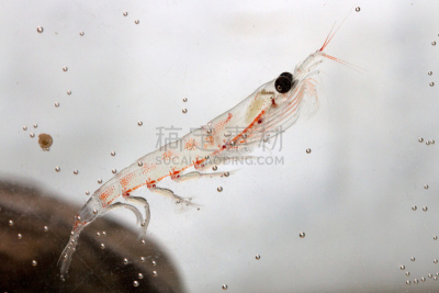 磷虾,水族馆,半空中,石头,自然,无脊椎动物,野生动物,水平画幅,冬天,无人