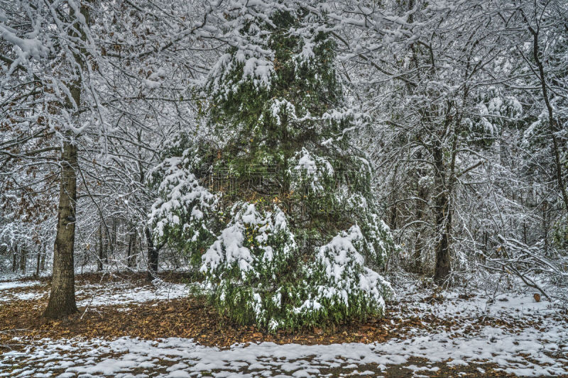 雪,杉树,自然,寒冷,美国,水平画幅,无人,户外,北美,北卡罗来纳