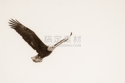 天空,鹰,白色,阿拉斯加,动物主题,自由,野生动物,云,翅膀,自然美