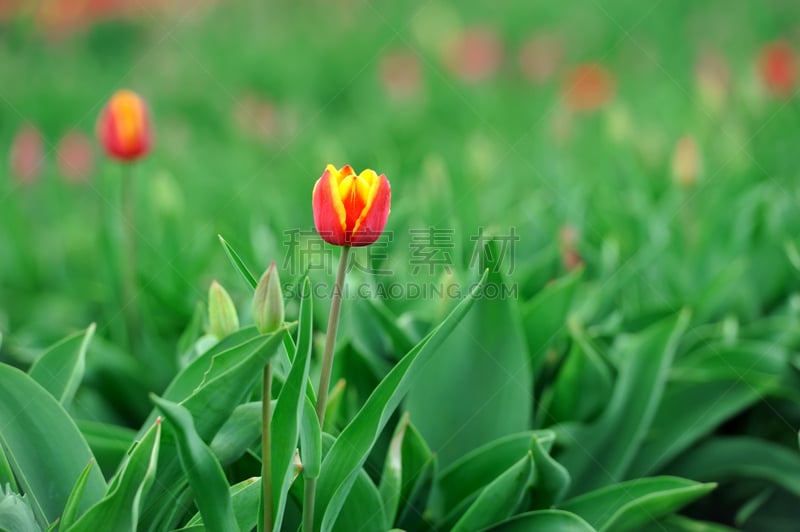 郁金香,斯普林费德,水平画幅,无人,夏天,草,花束,植物,清新,叶子