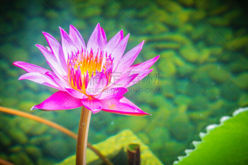 Purple lotus with yellow pollen. Close up hybrid purple lotus flower ‘King of Siam’, a tropical waterlily which was created in Thailand, King of Siam features deep violet blooms with a yellow center.