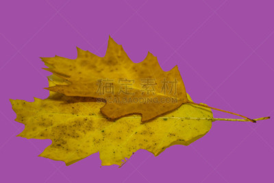 秋天,自然,叶子,无人,黄色,波兰,两个物体,彩色背景,紫色,图像