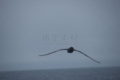 南冰洋,在上面,美国,水平画幅,无人,鸟类,海鸥,简单,海洋,摄影