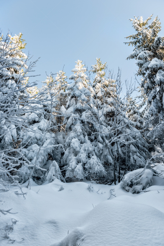 冬天,徒步旅行,垂直画幅,巴登-符腾堡州,山,德国高速列车,雪,户外,针叶树,冰晶