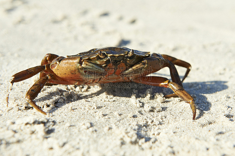 条纹食草蟹,自然,水,野生动物,水平画幅,沙子,野外动物,怪异,螃蟹,海滩