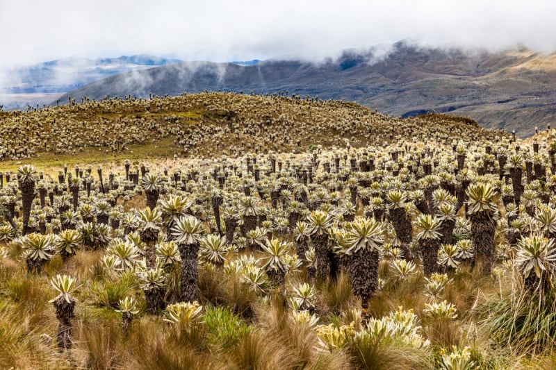 Andean landscape, frailejón moors in Tulcan, province of Carchi