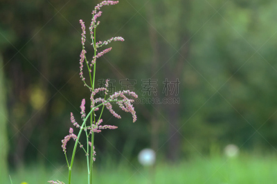 酸模,田地,仅一朵花,美,公园,水平画幅,美人,早晨,光亮,夏天