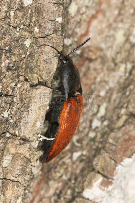 click beetle,大特写,生锈的,橡树,天牛,垂直画幅,正面视角,无人,野外动物,户外