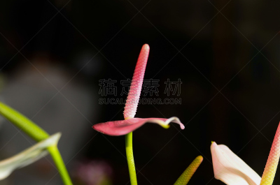 花烛属,红色,植物园,肉穗花序,自然,水平画幅,形状,无人,夏天,特写