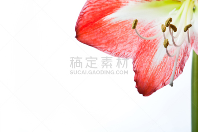 两个物体,彩色图片,星形,美,艺术,水平画幅,美人,夏天,枯草热