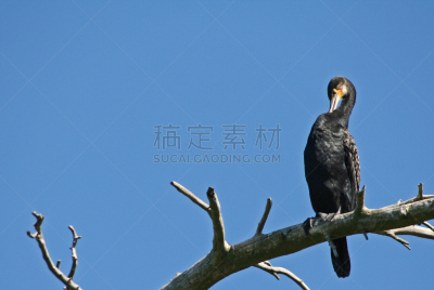 鸬鹚,美绒杜父鱼,普通鸬鹚,天空,野生动物,水平画幅,无人,蓝色,鸟类,黑色