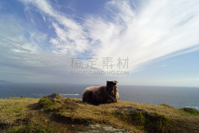 绵羊,戈尔韦,海滩,海上航道,风景,云,阿基尔岛,哺乳纲,动物,岩石