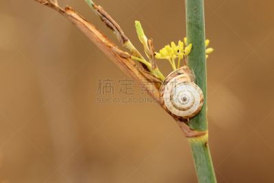 美,贺卡,留白,水平画幅,套色版,缓慢的,法式食品,时间,特写,爬行纲
