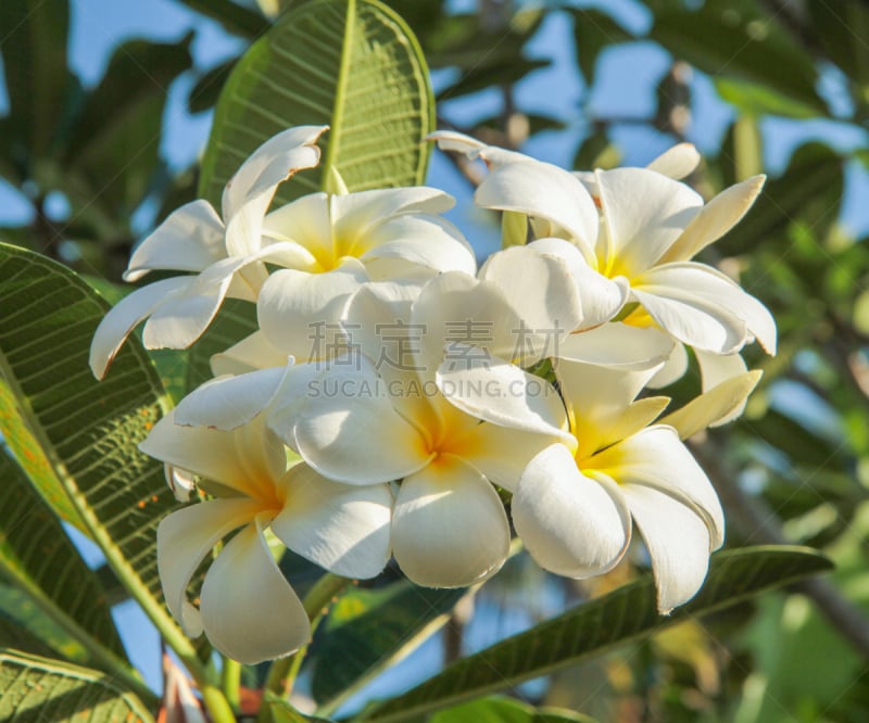 赤素馨花,马斯克林群岛,自然,水平画幅,印度洋,无人,夏天,户外,岛,海洋