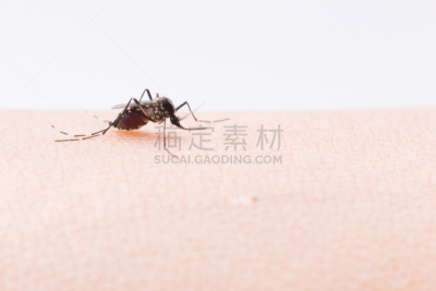 蚊子,埃及伊蚊,关闭的,高处,选择对焦,水平画幅,科学,生物学,登革热