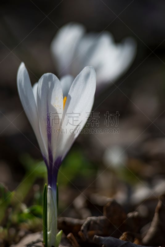 番红花属,自然,垂直画幅,复活节,草地,无人,花序,特写,阶调图片,3到4个月