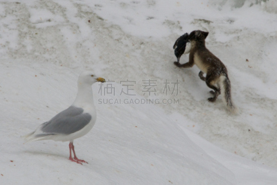 绿灰色翼海鸥,海鸽,北极狐,斯匹兹卑尔根,水平画幅,雪,无人,鸟类,户外,冰