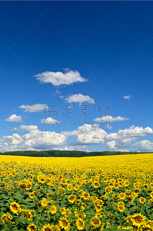 天空,向日葵,田地,黄色,海洋,垂直画幅,云,无人,夏天,户外