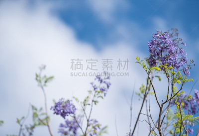 天空,紫薇科树,蓝色,云,美,水平画幅,无人,美人,夏天,户外