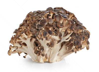 舞茸蘑菇,蘑菇,动物头,绵羊,圣伯纳犬,孢子,褐色,水平画幅,无人,工作室