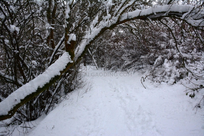 天鹅湖,寒冷,环境,维多利亚州,霜,雪,加拿大,自然美,鸟类,湖