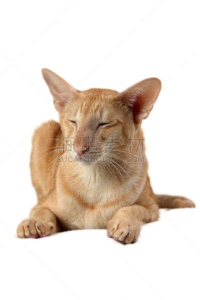 猫,东方人,垂直画幅,正面视角,美,褐色,注视镜头,无人,埃及,动物身体部位