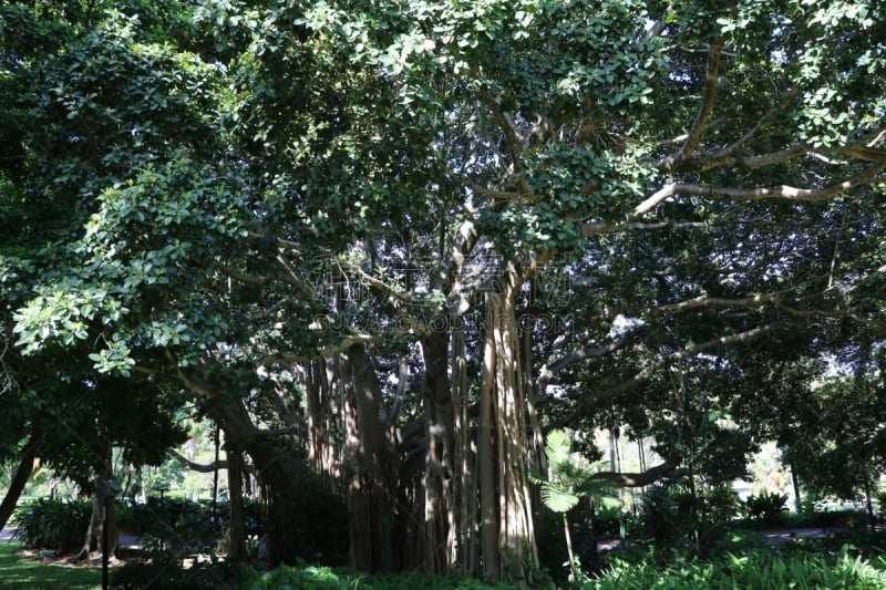 moreton bay fig,植物园,城市,布里斯班,澳大利亚,昆士兰州,公园,水平画幅,银行,无人