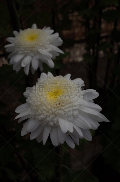 白色,菊花,米色,传统,清新,仅一朵花,枝繁叶茂,自然美,植物,户外